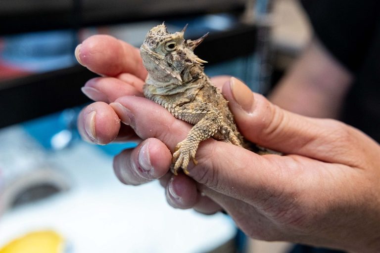 San Antonio Zoo Works To Save Texas Horned Lizard