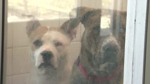San Fernando Valley Gets Mobile Vet Clinic