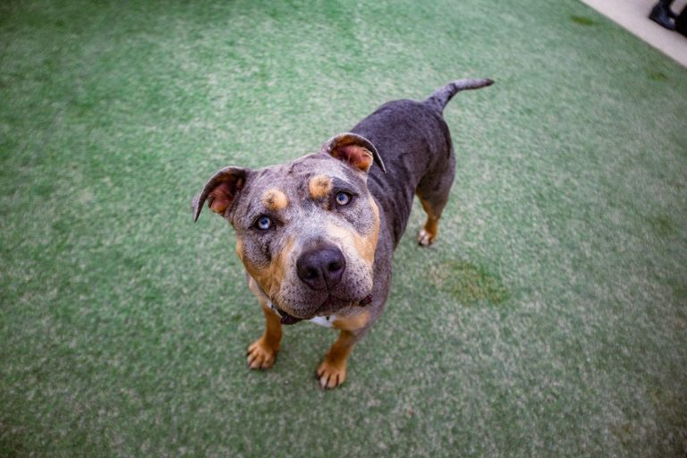 San Francisco Dog Owners Dispute Breed Data