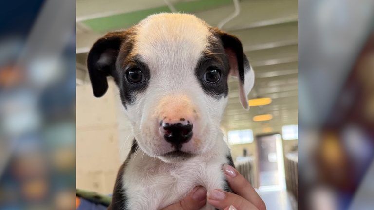 Santa Barbara Humane Seeks Forever Home For Snickers