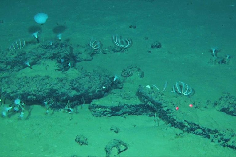Scientists Discover Largest Whale Graveyard