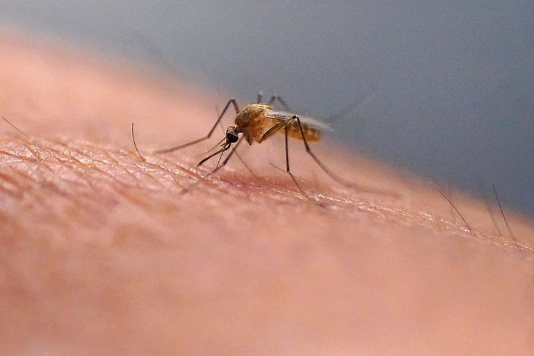 Scratching Bug Bites Can Make Them Worse