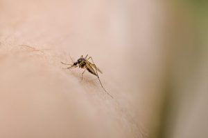 Scratching Bug Bites Can Make Them Worse