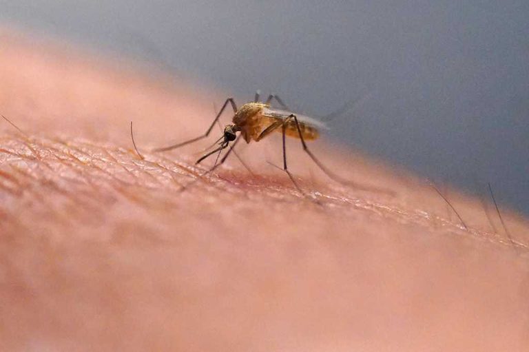 Scratching Bug Bites Makes Itch Worse