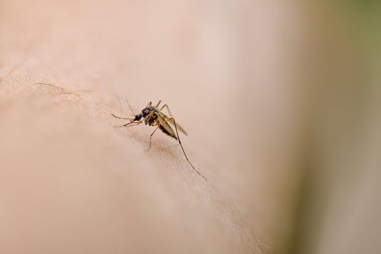 Scratching Bug Bites Why It S A Bad Idea