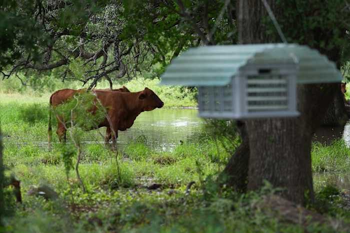 Screwworm Cases Detected In Texas