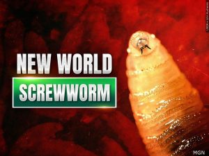 Screwworm Cases Rise To 16 In Texas