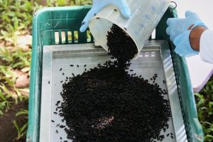 Screwworm Outbreak Hits Us