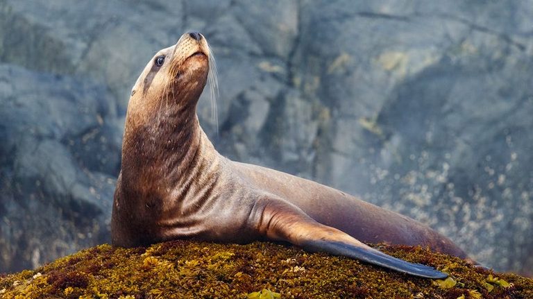 Sea Lion Steals Fisherman S Catch