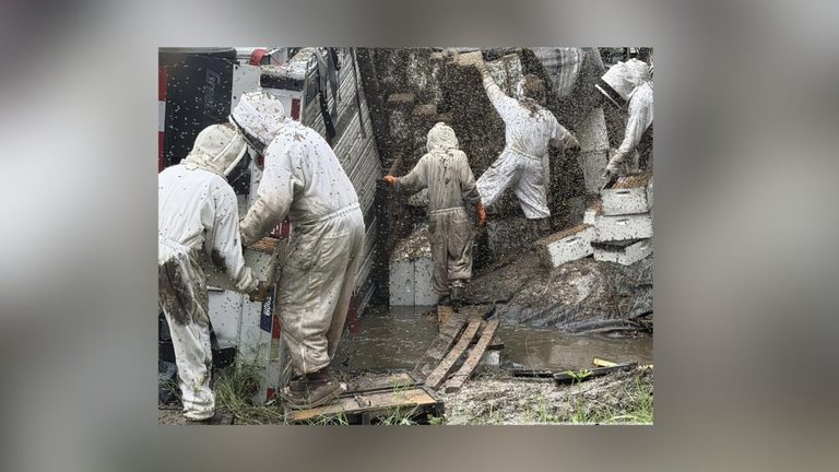 Semi Carrying Honeybee Hives Overturns In East Texas