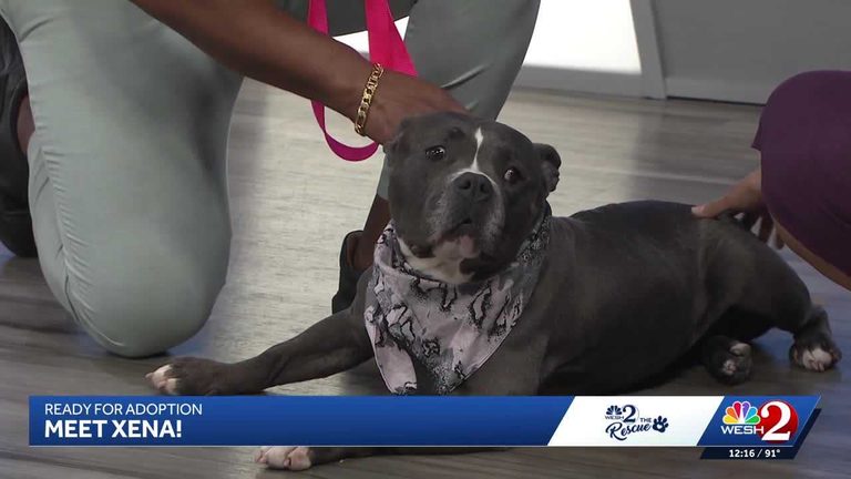 Seminole County Animal Shelter Seeks Home For Xena