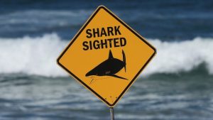 Shark Attack Off Sydney Beach