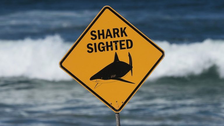 Shark Attack Off Sydney Beach