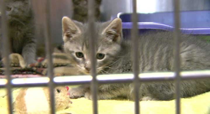 Shawano County Humane Society Rescues Kittens