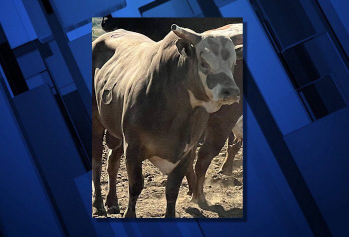 Sisters Rodeo Sued Over Bull Incident