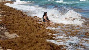 South Florida Beaches Overwhelmed By Seaweed