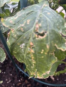 Southern Colorado Garden Tips