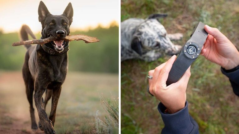 Spoton Nova Gps Collar Offers High Tech Alternative To Traditional Fences