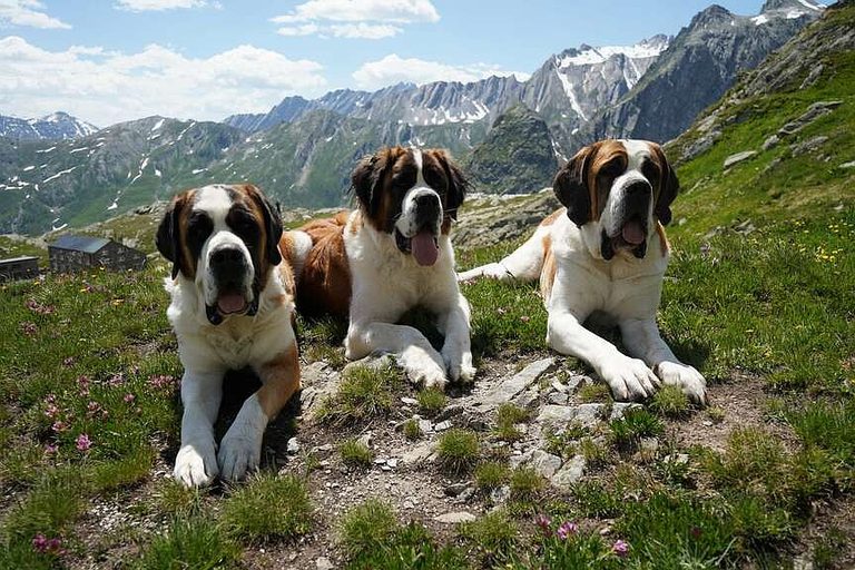 St Bernard Dogs Preserve Tradition