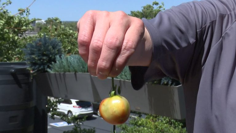 Steve S Garden Scores First Tomato