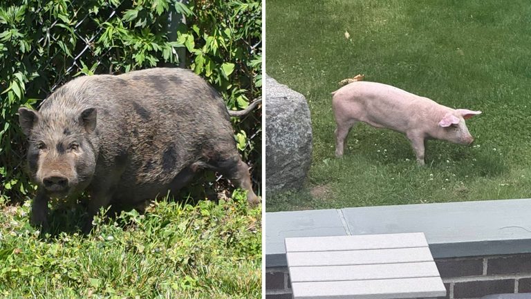 Stray Pigs Spotted In Woodbridge