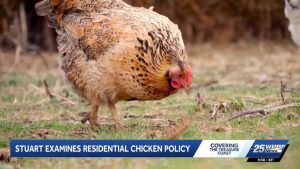 Stuart Considers Allowing Residents To Keep Chickens