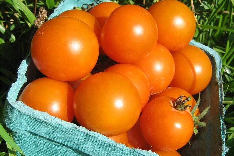 Summer Tomato Harvest