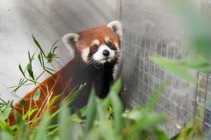 Taipei Zoo Receives Endangered Red Pandas Amid Taiwan China Tensions