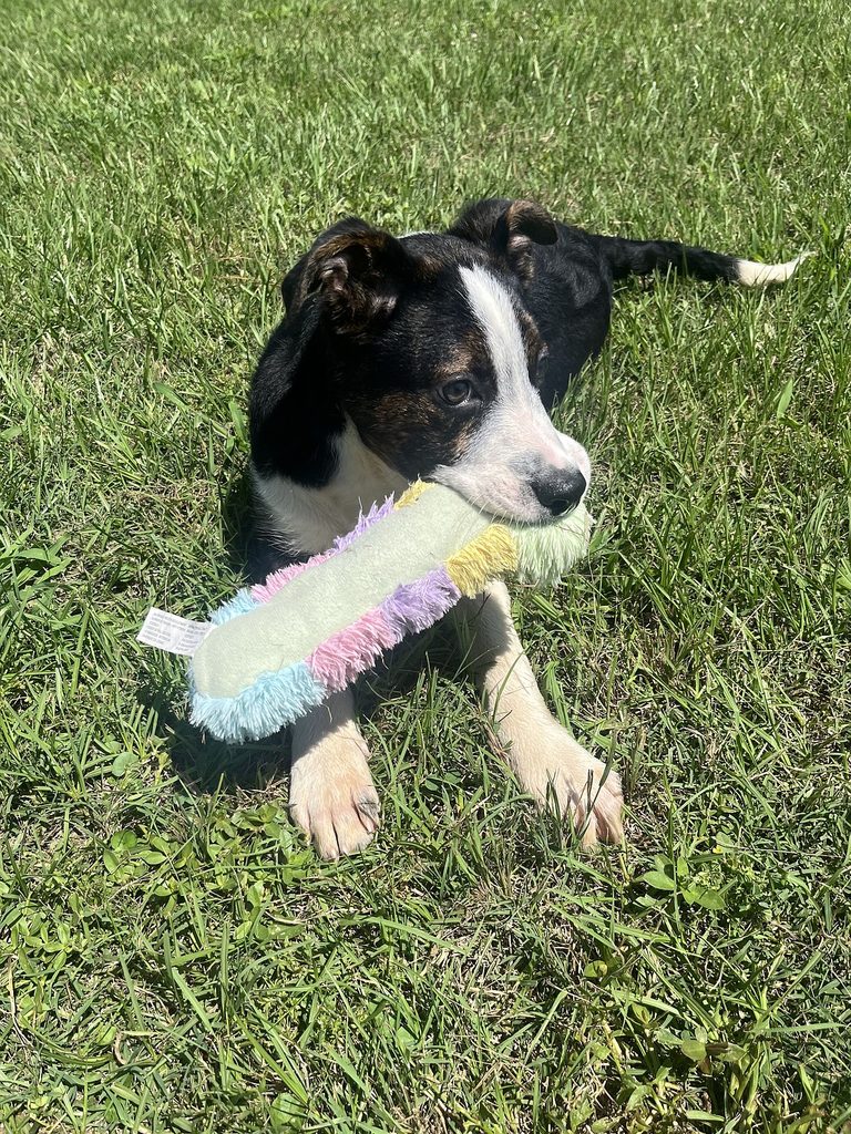 Teddy Pet Of The Week