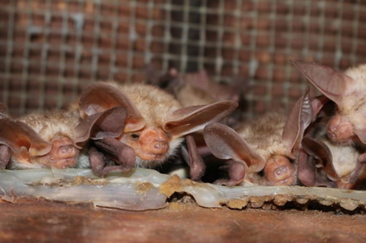 Teen Sought After Handling Dead Bat At White Sands