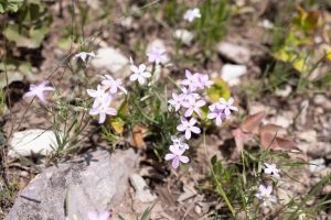 Teton Wildflowers Bloom