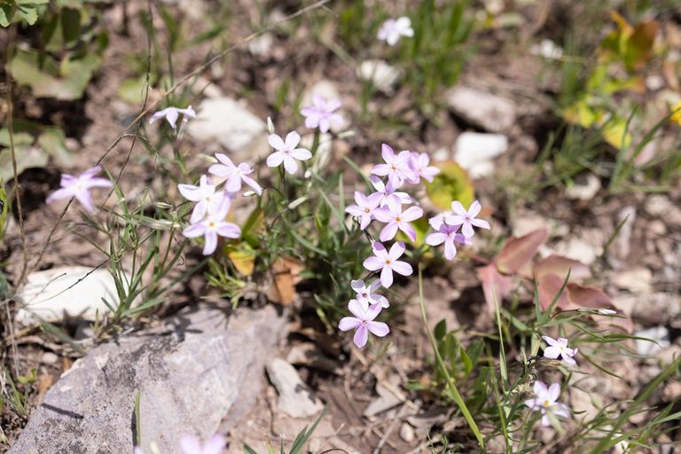 Teton Wildflowers Bloom
