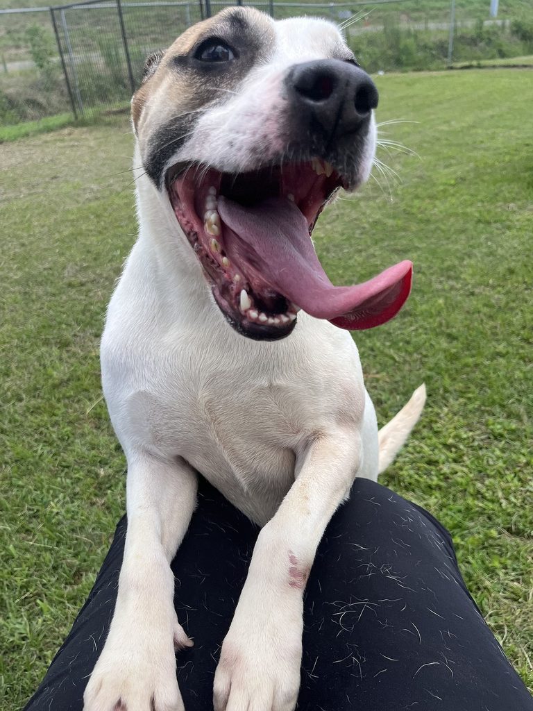 Texarkana Pet Of The Week Sally