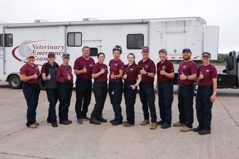 Texas A M Deploys Veterinary Team To Combat Screwworm Outbreak