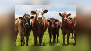 Texas Battles Deadly Screwworm
