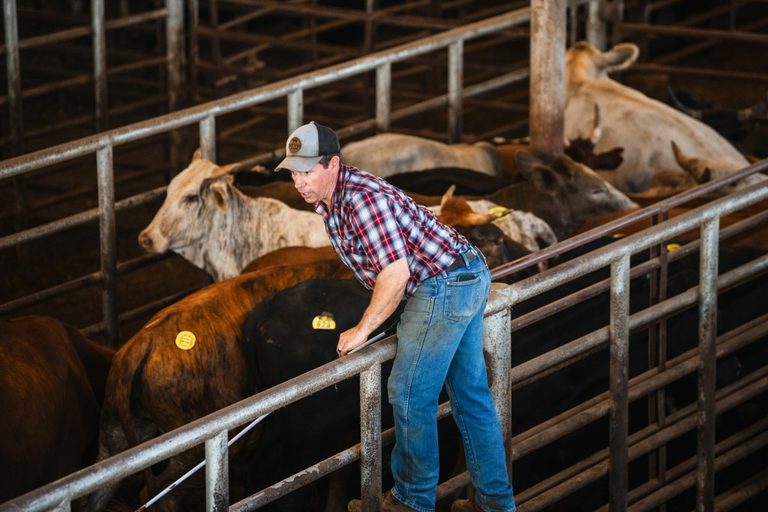 Texas Cattle Industry Faces Screwworm Outbreak