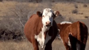 Texas Confronts Screwworm Cases