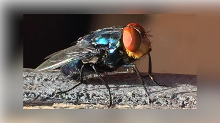 Texas Declares Quarantine Due To New World Screwworm
