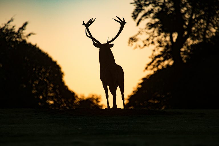 Texas Hunting Laws Require Proof Of Sex
