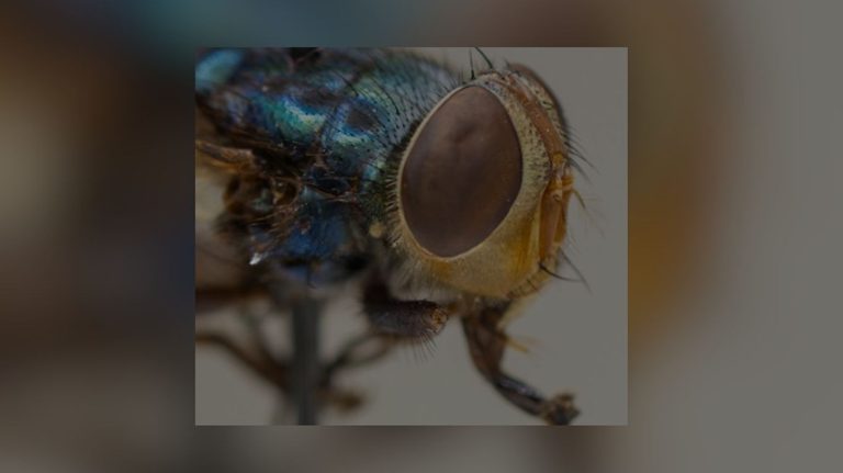 Texas Launches Website To Fight New World Screwworm Outbreak
