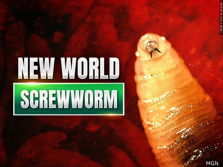 Texas Offers Free Certification Course For New World Screwworm Inspection