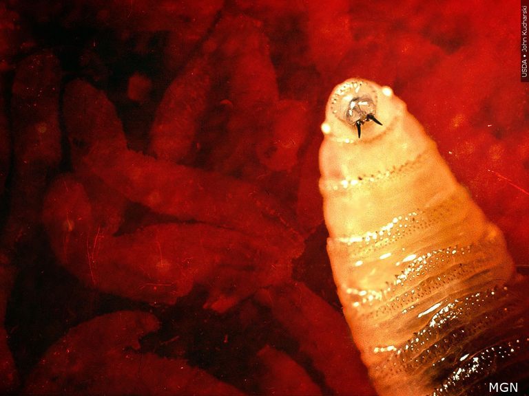 Texas Offers Land To Fight New World Screwworm