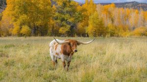 Texas Offers State Lands For Screwworm Eradication