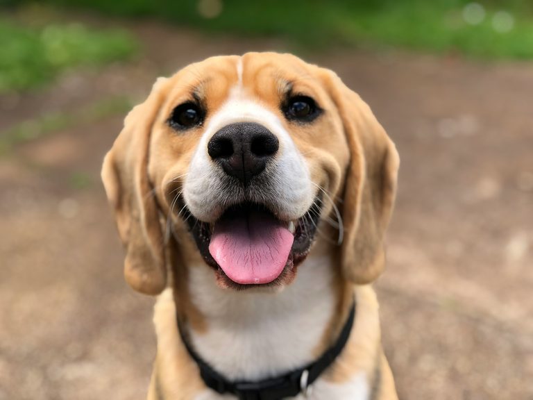 Texas Pets And Fireworks Safety