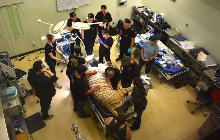 Texas Sanctuary Receives Life Changing Dental Care