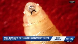 Texas Tackles Screwworm Outbreak