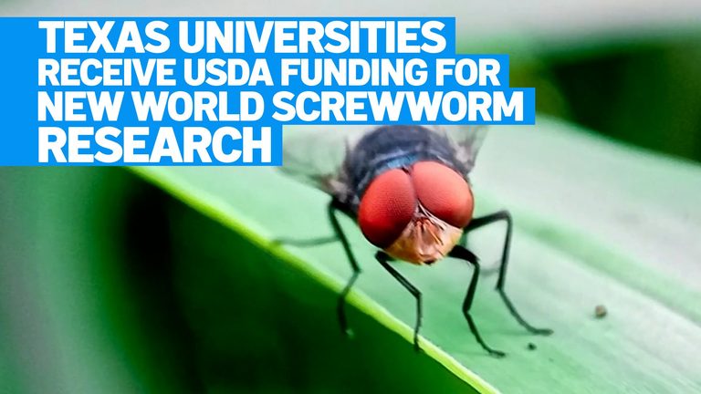 Texas Universities Fight New World Screwworm