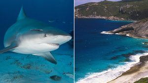 Third Fatal Shark Attack In Australia In Less Than A Month Claims Spearfisherman