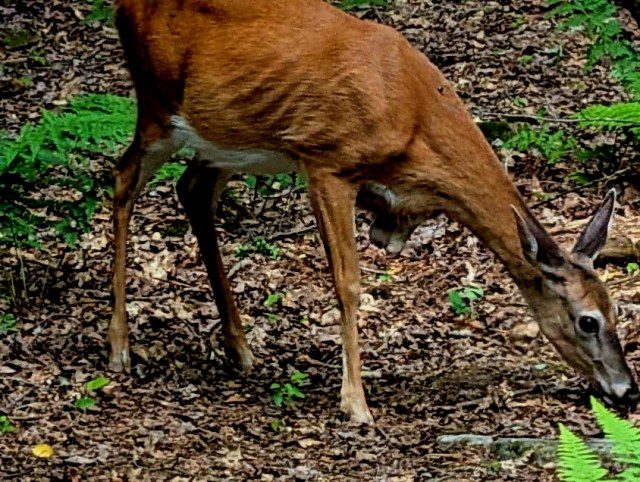 Three Legged Deer Spotted In Western Maryland