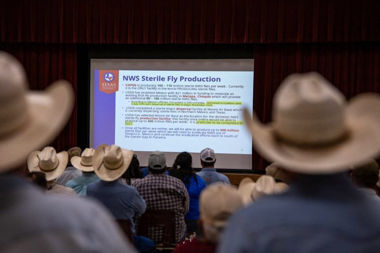 Three New Screwworm Cases Confirmed In Texas A M Leader Appointed Federal Advise